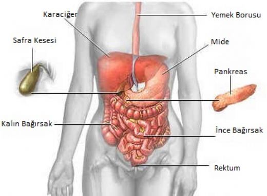 nsan Vcudu Organlar