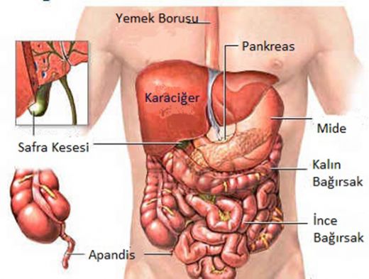 Vücut Anatomisi İç Organlar