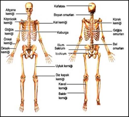 Vücut Kemikleri
