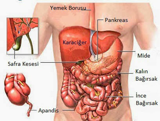 Karacier Vcudun Neresinde