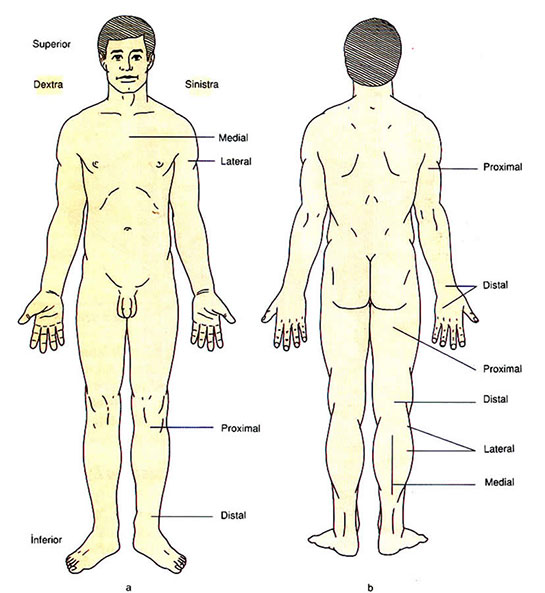 Vücut Anatomisi