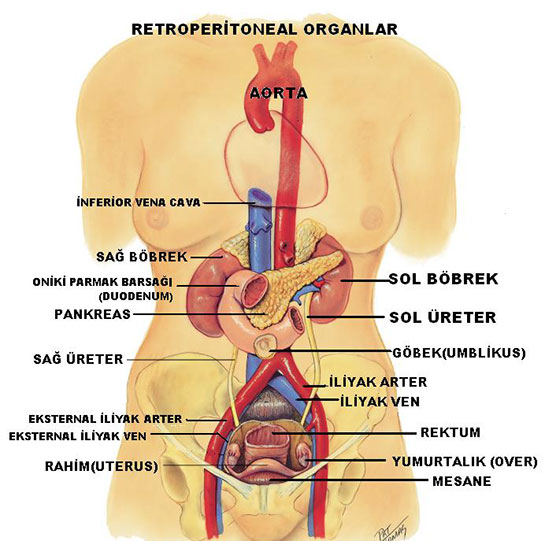 Vücut Organları