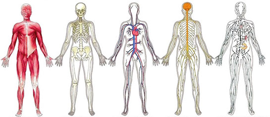 Vücut Sistemleri